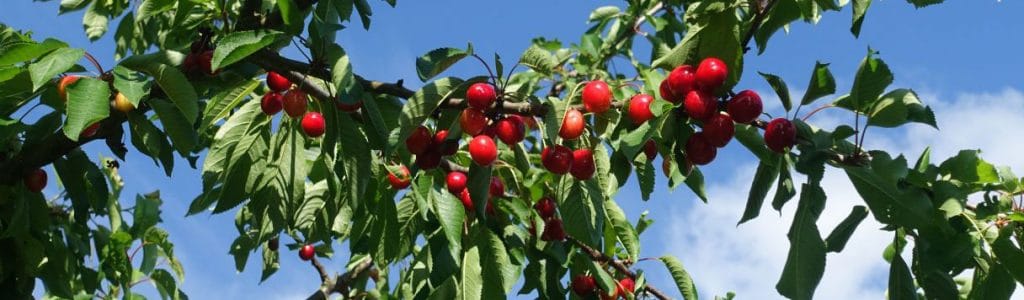 planter cerisier au jardin