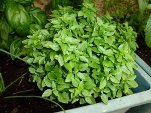 basilic-petites-feuilles
