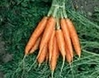 carottes longues