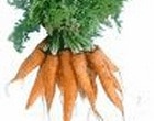 carottes semi-courtes