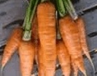 carottes semi-longues