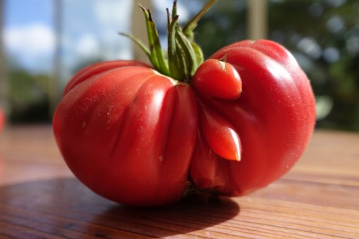 coeur de beauf geante tomate jardin bio