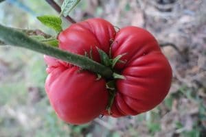 grosse du sud tomates ancienne bio