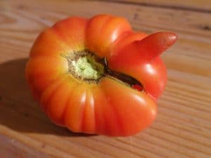 tomate érotique :)