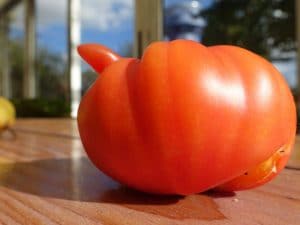 tomate erotique sexe et fesse