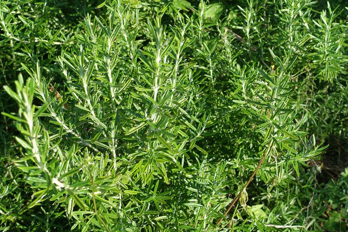 Romarin En Forme De Sucette (Lollipop) - Plante Aromatique Fraîche, Hauteur Max 1 M - Jardin, Cuisine - 7