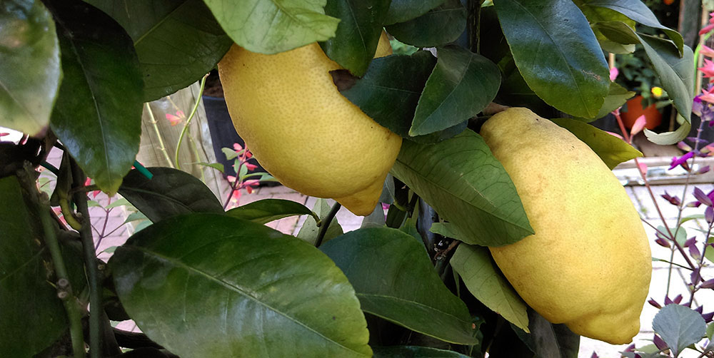 culture du citronnier en pot