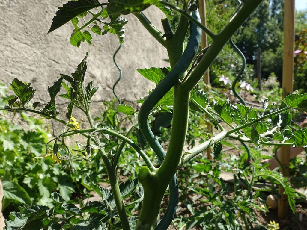 plant de tomate après taille