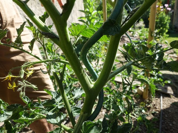 plant de tomate avant taille