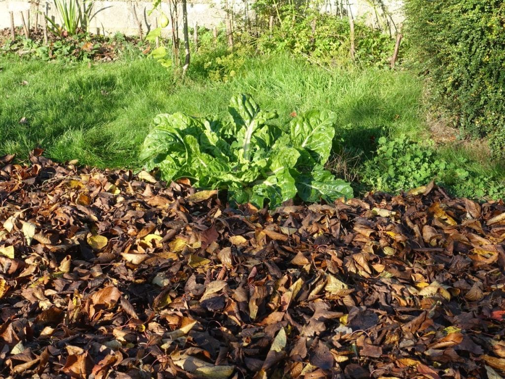 paillage potager automne