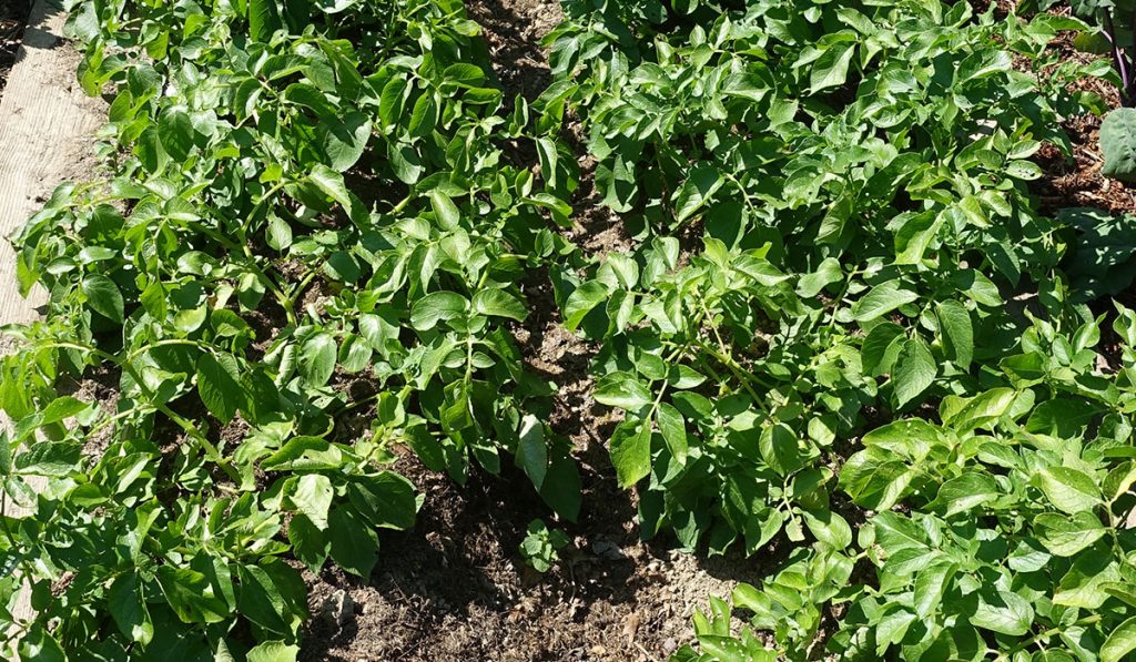 plant de pomme terre patate jardin bio potager
