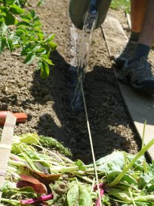 arrosage avant plantation