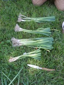 couper plant poireaux racine-tete