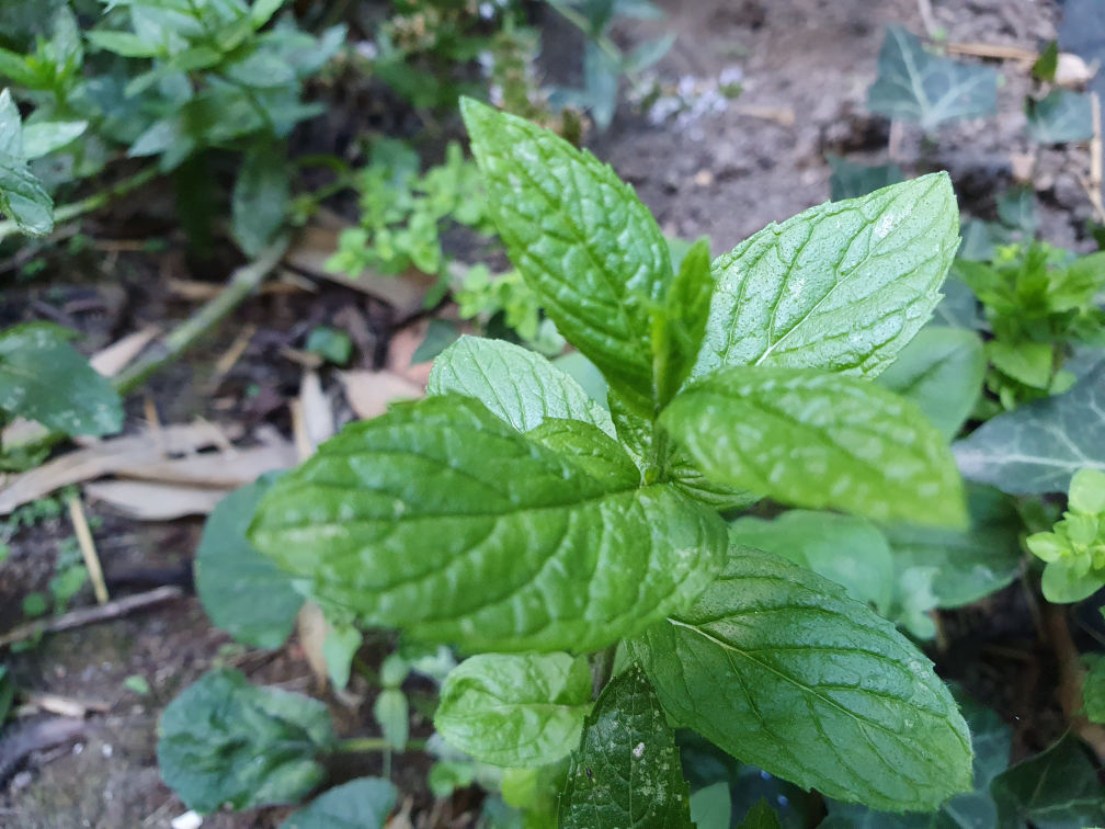 feuille menthe verte