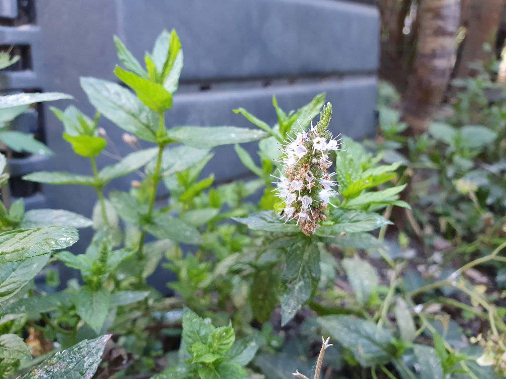fleurs de menthe verte
