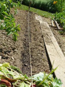 ligne terre plantation poireaux