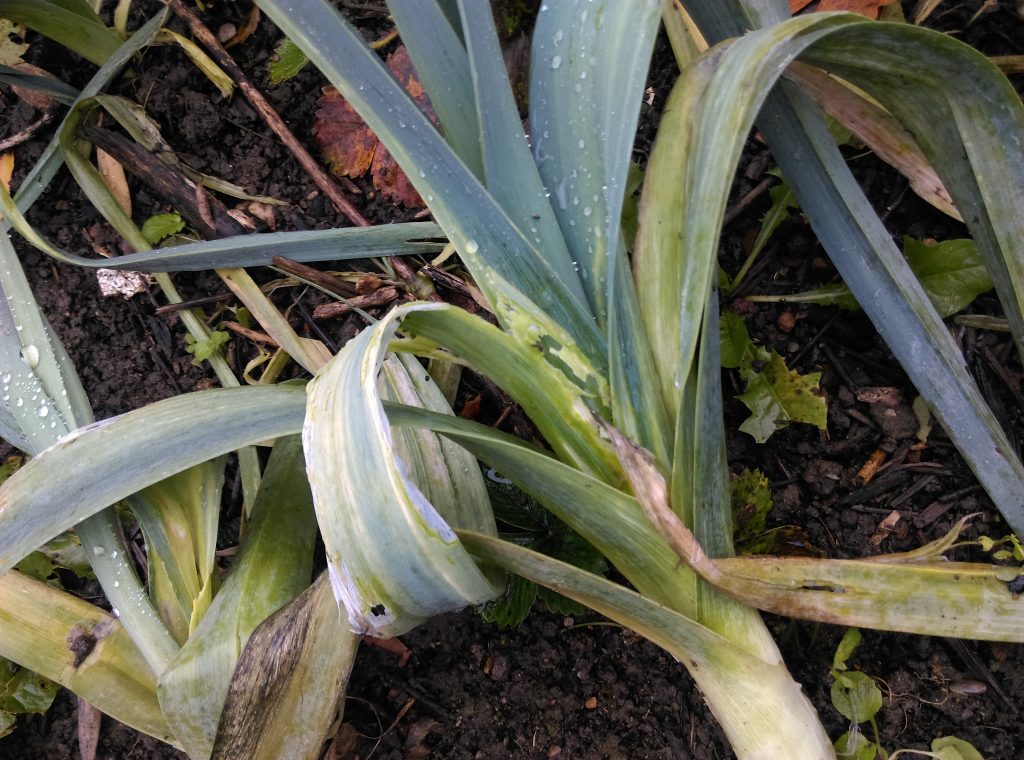 maladie teigne du poireaux