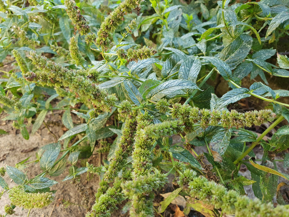 menthe verte fleurs fanées