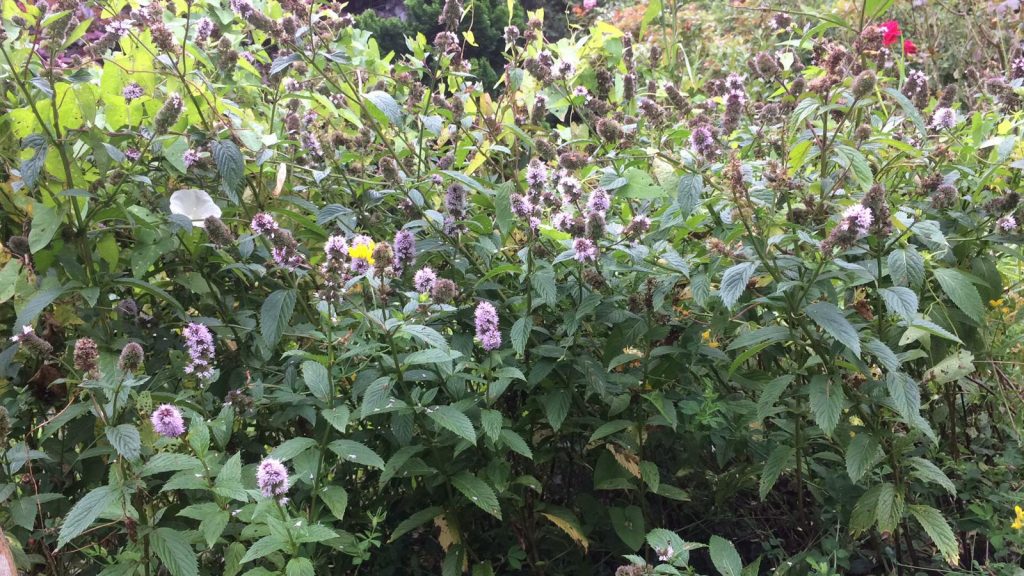 Menthe poivrée en fleur
