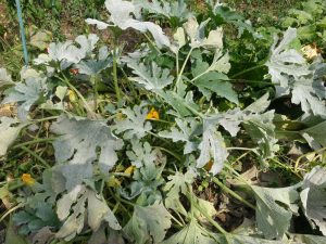 Oidium Courgette Maladie