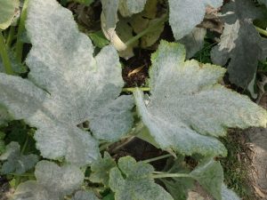 Oidium Maladie Courgette 1