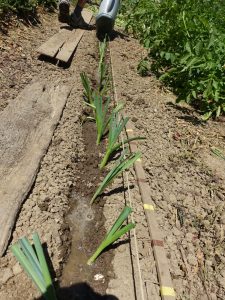 plantation plants poireaux