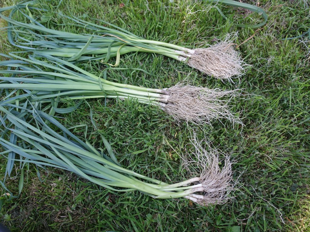 plants-poireaux mottes individuelles