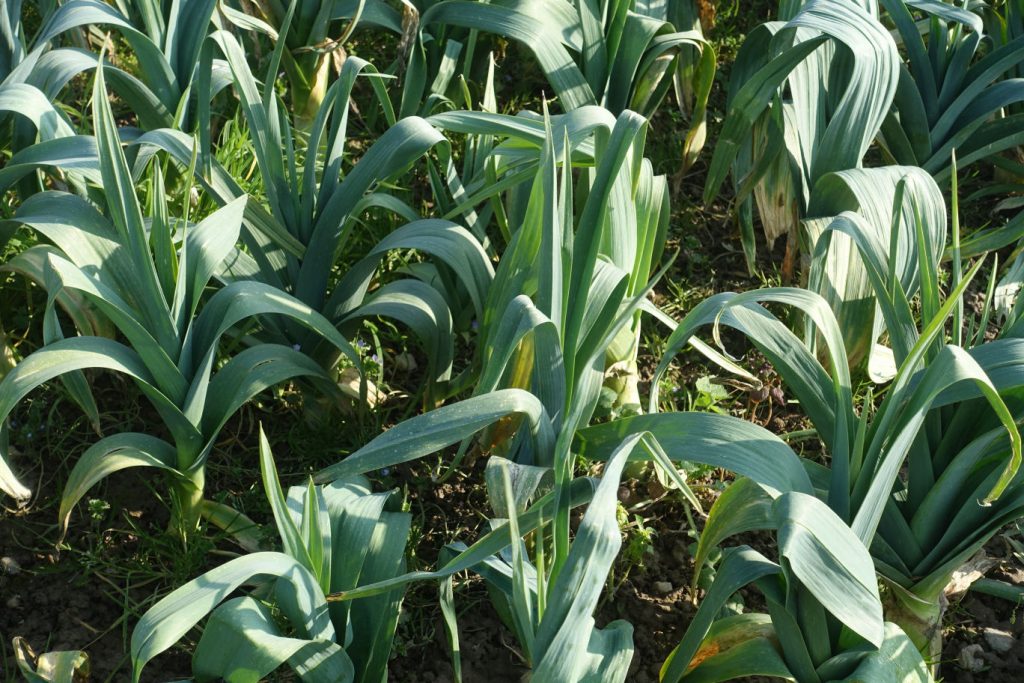 poireau pleine terre potager