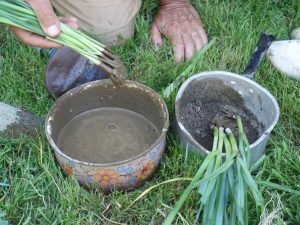 pralin terre compost-avan -plantation poireaux
