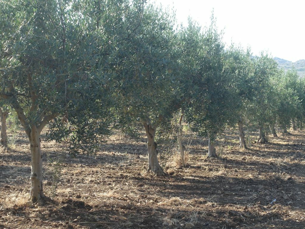 rang olivier arbre