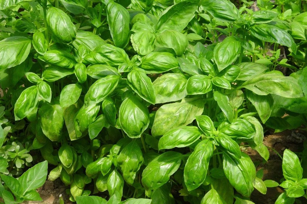 La culture du basilic ou comment cultiver cette délicieuse aromâtique