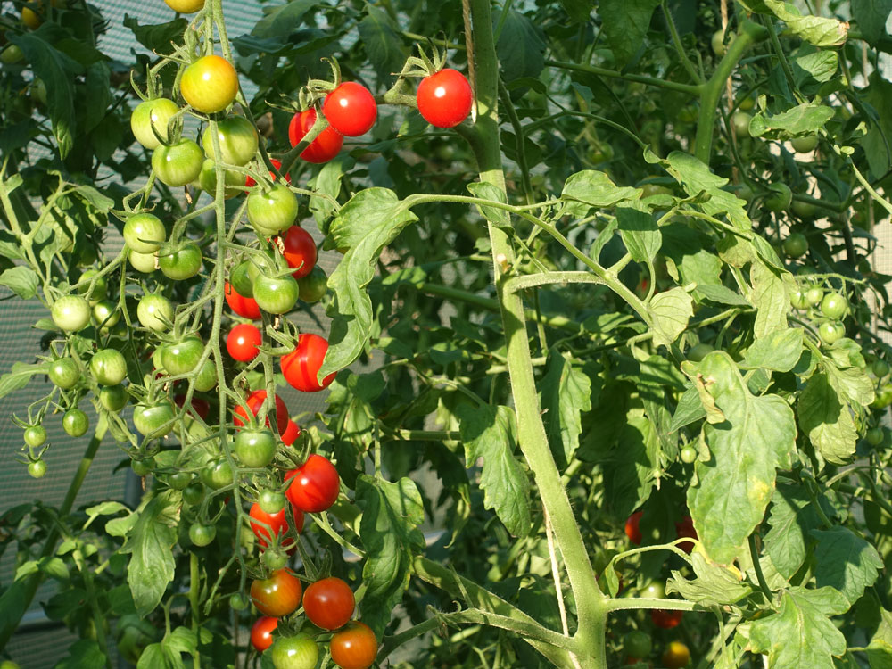 tomates cerises jardin bio