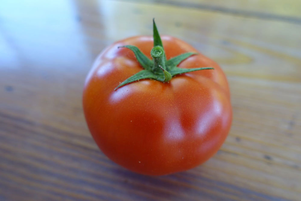 tomates rondes jardin bio