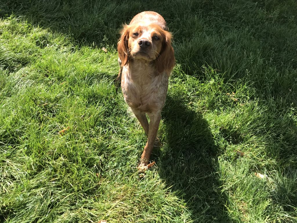 epagneul breton roux min