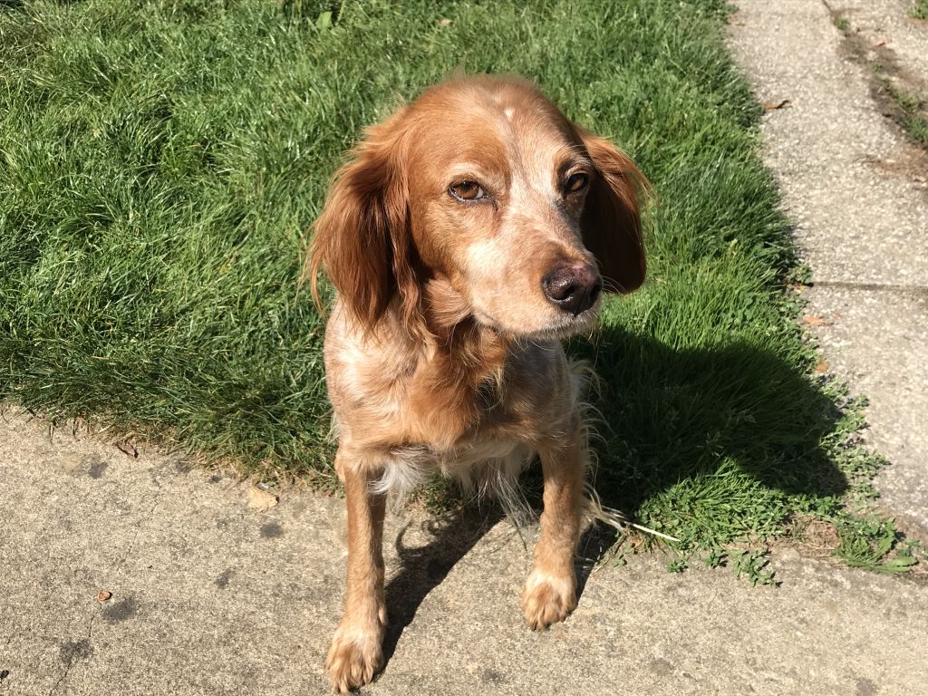 epagneul chien jardin min