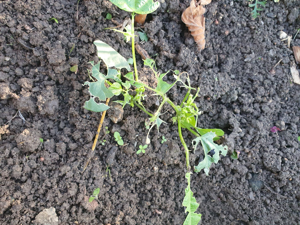 feuilles manger limaces rongeurs