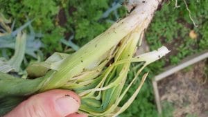 ver noir teigne poireau