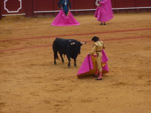 corrida taureau