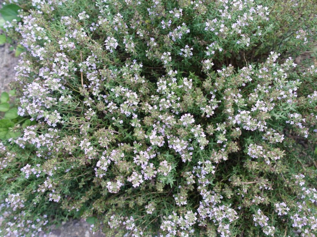 thym commun officinal en fleur