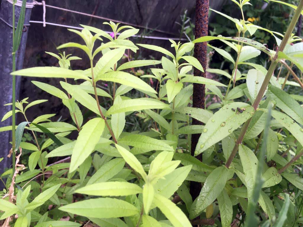 Comment cultiver la verveine au jardin et les différentes variétés