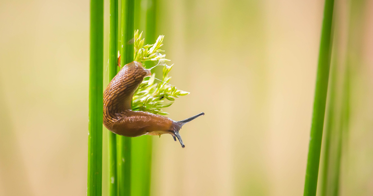 Pourquoi Des Limaces Dans Ma Maison Ventana Blog