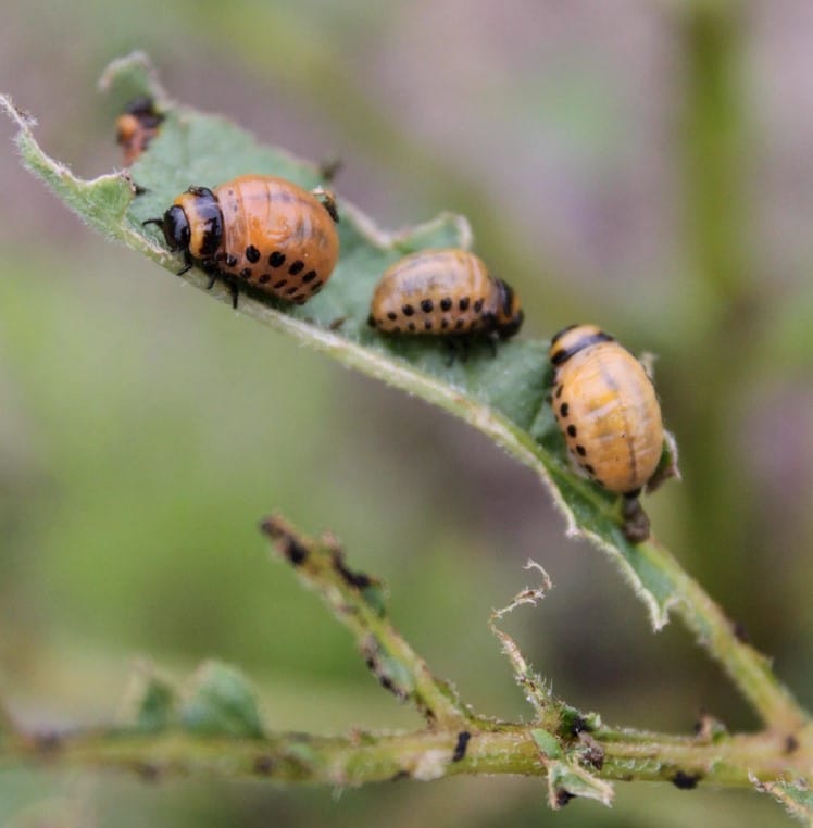 larves doryphore