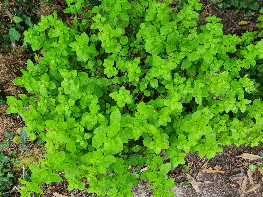 origan aromatique jardin cuisine