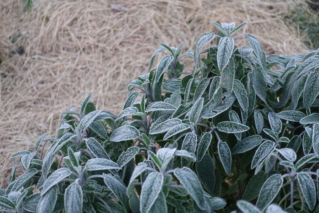 sauge officinale gelee jardin