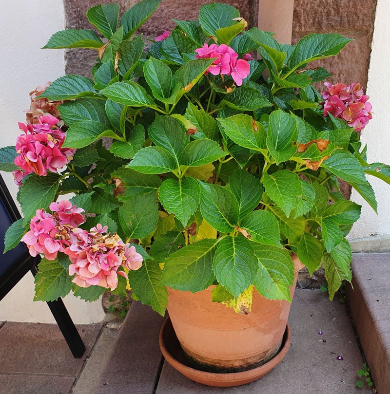 Entretien des hortensias planter, taille, bouture, maladies