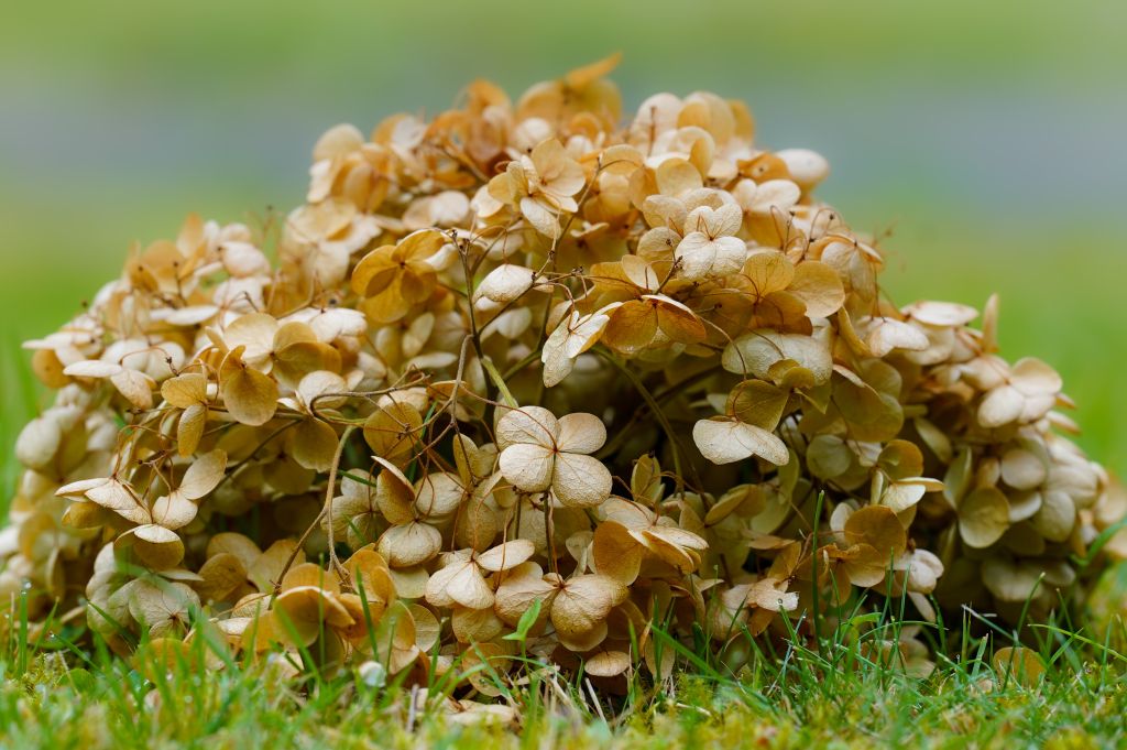 Hortensia fané