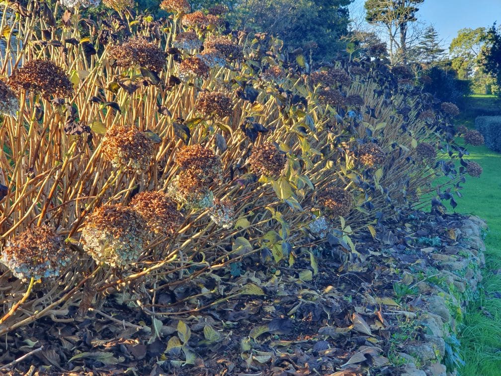 hortensia fanne hiver avant taille