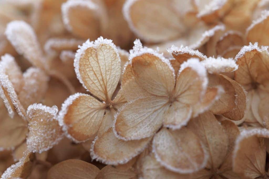 Fleurs d'hortensias gelées