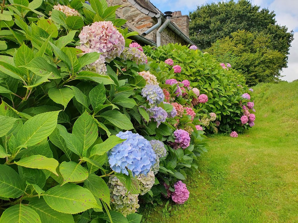 hortensia hydrangea rose bleu