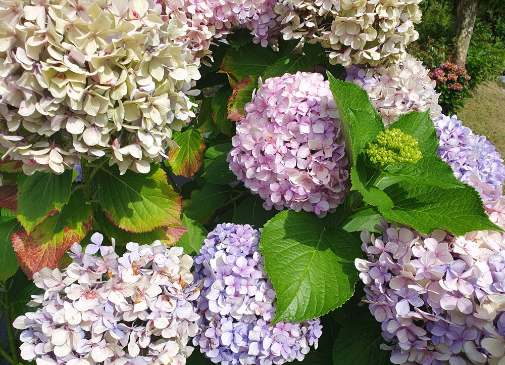 Entretien des hortensias planter, taille, bouture, maladies — free download